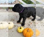 Small Photo #1 Labradoodle Puppy For Sale in RALEIGH, NC, USA