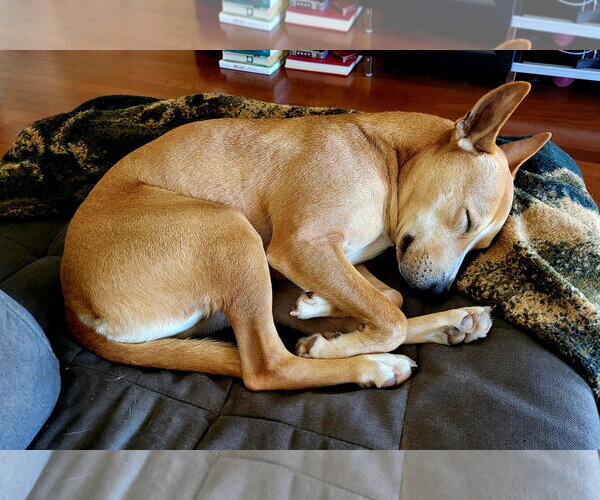 Medium Photo #3 Mutt Puppy For Sale in San Diego, CA, USA
