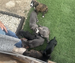 Cane Corso Puppy for Sale in NEWARK, Ohio USA