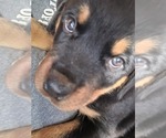Small #1 Rottweiler
