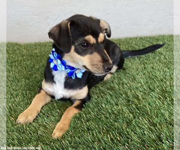 Medium Photo #3 Chiweenie Puppy For Sale in San Diego, CA, USA