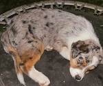 Small Photo #8 Australian Shepherd Puppy For Sale in MABEL, MN, USA