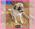 Bailey - Female Anatolian Pyrenees Dog for Adoption - Small photo