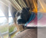 Small #4 Australian Shepherd-Boxer Mix