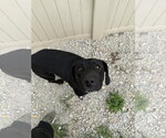 Small #2 Labbe