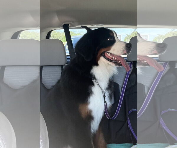 Medium Photo #5 Bernese Mountain Dog Puppy For Sale in Valrico, FL, USA