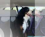 Small #4 Bernese Mountain Dog