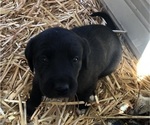 Puppy Puppy 1 Great Pyredane
