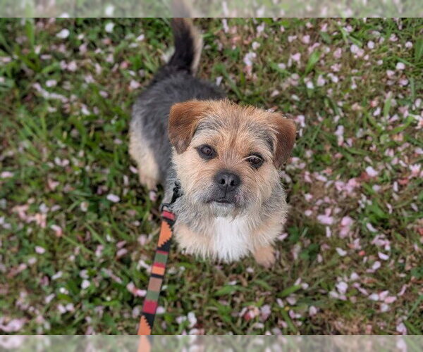 Medium Photo #1 Border Terrier-Shih Tzu Mix Puppy For Sale in McKinleyville, CA, USA