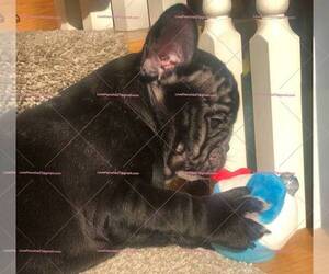 French Bulldog Puppy for sale in CHINO HILLS, CA, USA