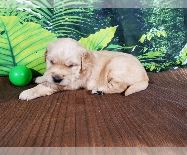 Medium Photo #4 Golden Retriever Puppy For Sale in COLORADO SPRINGS, CO, USA