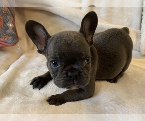 French Bulldog Puppy for sale in JOHNS ISLAND, SC, USA