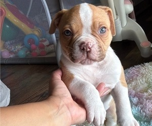 Medium American Bulldog