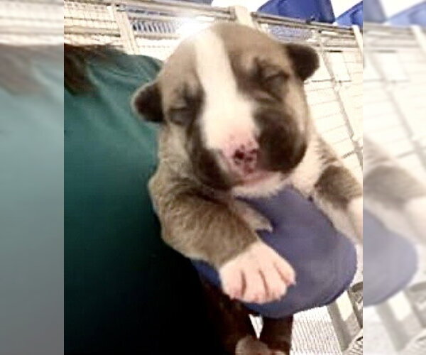 Medium Photo #1 Mutt Puppy For Sale in Houston, TX, USA