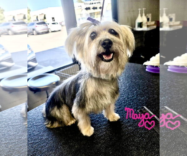 Medium Photo #1 Mutt Puppy For Sale in Santa Clarita, CA, USA