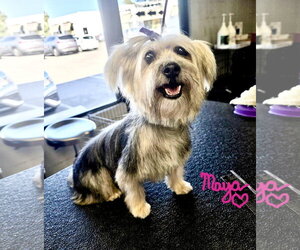 Mutt Dogs for adoption in Santa Clarita, CA, USA
