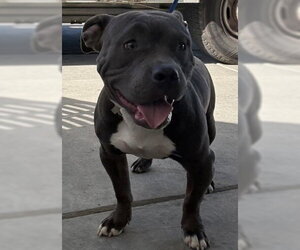 Mutt Dogs for adoption in Bakersfield, CA, USA