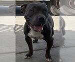 Small Mutt
