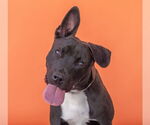 Small American Pit Bull Terrier-Labrador Retriever Mix