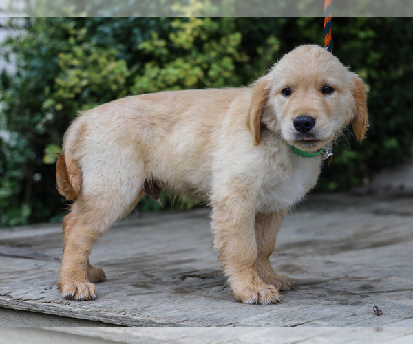 Medium Photo #6 Golden Retriever Puppy For Sale in LIBERTY, KY, USA