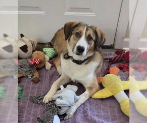Australian Shepherd-Unknown Mix Dogs for adoption in Tabernash, CO, USA