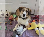 Felix - Male Australian Shepherd-Unknown Mix Dog for Adoption - Small photo