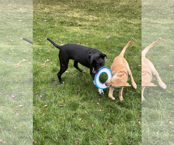 Medium Photo #10 Labrador Retriever-Unknown Mix Puppy For Sale in Minneapolis, MN, USA