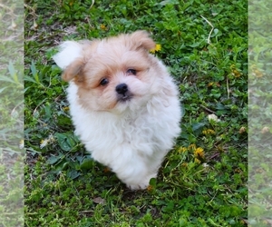 Pom-A-Poo-YorkiePoo Mix Puppy for sale in BARNESVILLE, KS, USA