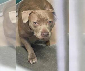 Mutt Dogs for adoption in Texas City, TX, USA