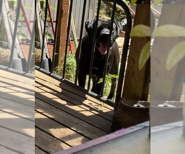 Medium Photo #5 Cane Corso Puppy For Sale in COTTAGE GROVE, OR, USA