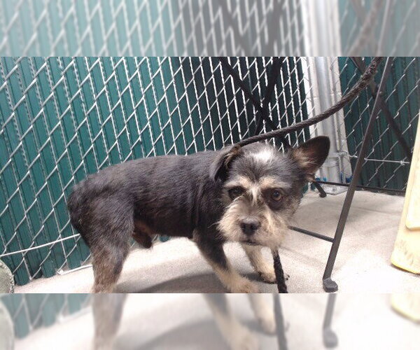 Medium Photo #1 Mutt Puppy For Sale in Downey, CA, USA