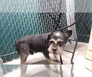 Mutt Dogs for adoption in Downey, CA, USA