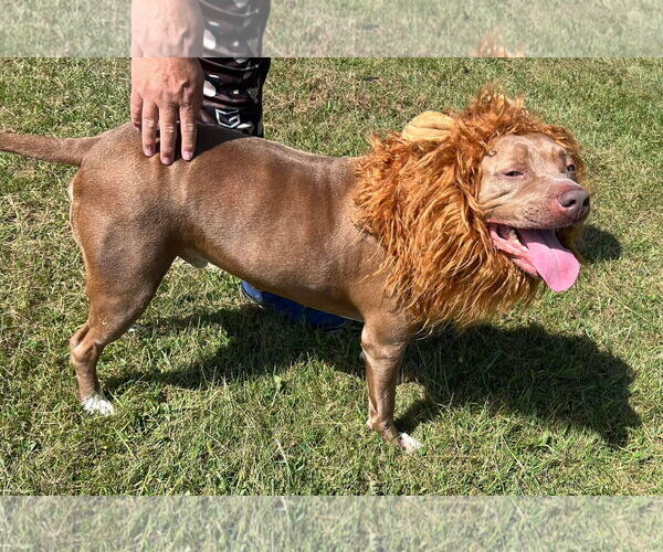 Medium Photo #12 American Pit Bull Terrier-Unknown Mix Puppy For Sale in Germantown, OH, USA