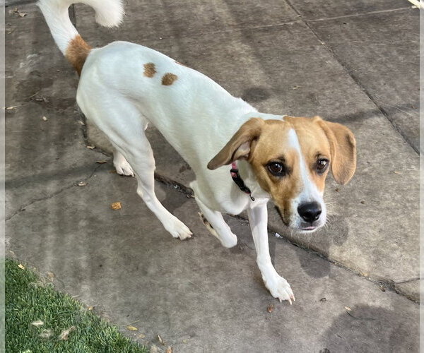Medium Photo #7 Beagle-Unknown Mix Puppy For Sale in Las Vegas, NV, USA