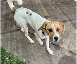 Jacques - Male Beagle-Unknown Mix Dog for Adoption - Photo #7