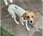 Small Photo #7 Beagle-Unknown Mix Puppy For Sale in Las Vegas, NV, USA