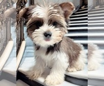 Small Photo #1 Yorkshire Terrier Puppy For Sale in HAYWARD, CA, USA