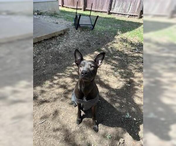 Medium Photo #1 American Staffordshire Terrier-Unknown Mix Puppy For Sale in San Antonio, TX, USA