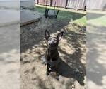 Small American Staffordshire Terrier Mix