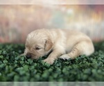 Small Photo #5 Golden Retriever Puppy For Sale in DETROIT, MI, USA
