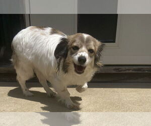Cocker Spaniel Dogs for adoption in Wheaton, IL, USA