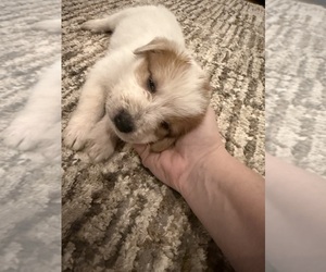 Bernedoodle-Miniature Australian Shepherd Mix Puppy for sale in JONES, OK, USA