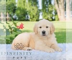 Small #3 Golden Retriever