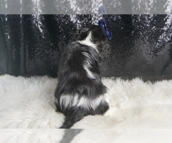 Medium Photo #7 Cavalier King Charles Spaniel Puppy For Sale in WARSAW, IN, USA