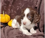 Puppy Amber English Springer Spaniel