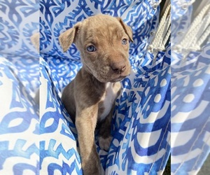 American Pit Bull Terrier Puppy for sale in YUCAIPA, CA, USA