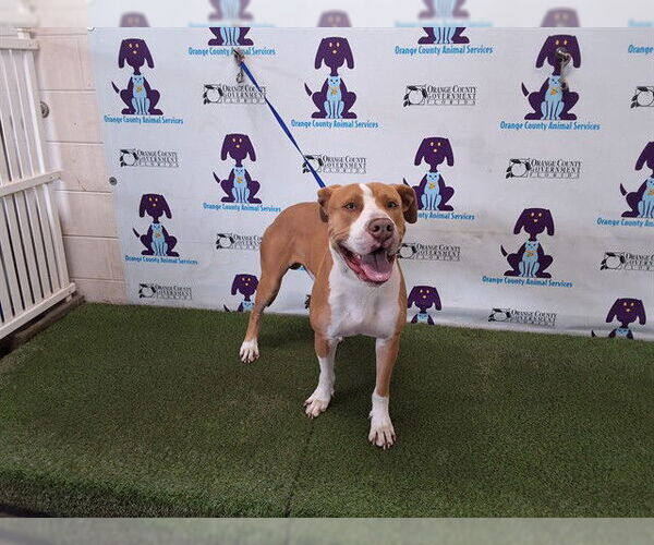 Medium Photo #1 Great Dane-Unknown Mix Puppy For Sale in Orlando, FL, USA