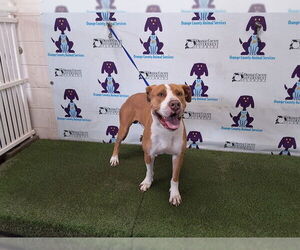 Great Dane-Unknown Mix Dogs for adoption in Orlando, FL, USA