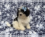 Small #5 Shih-Poo