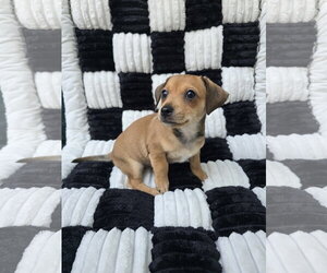 Jasper - Male Chihuahua-Unknown Mix Dog for Adoption - Photo #2
